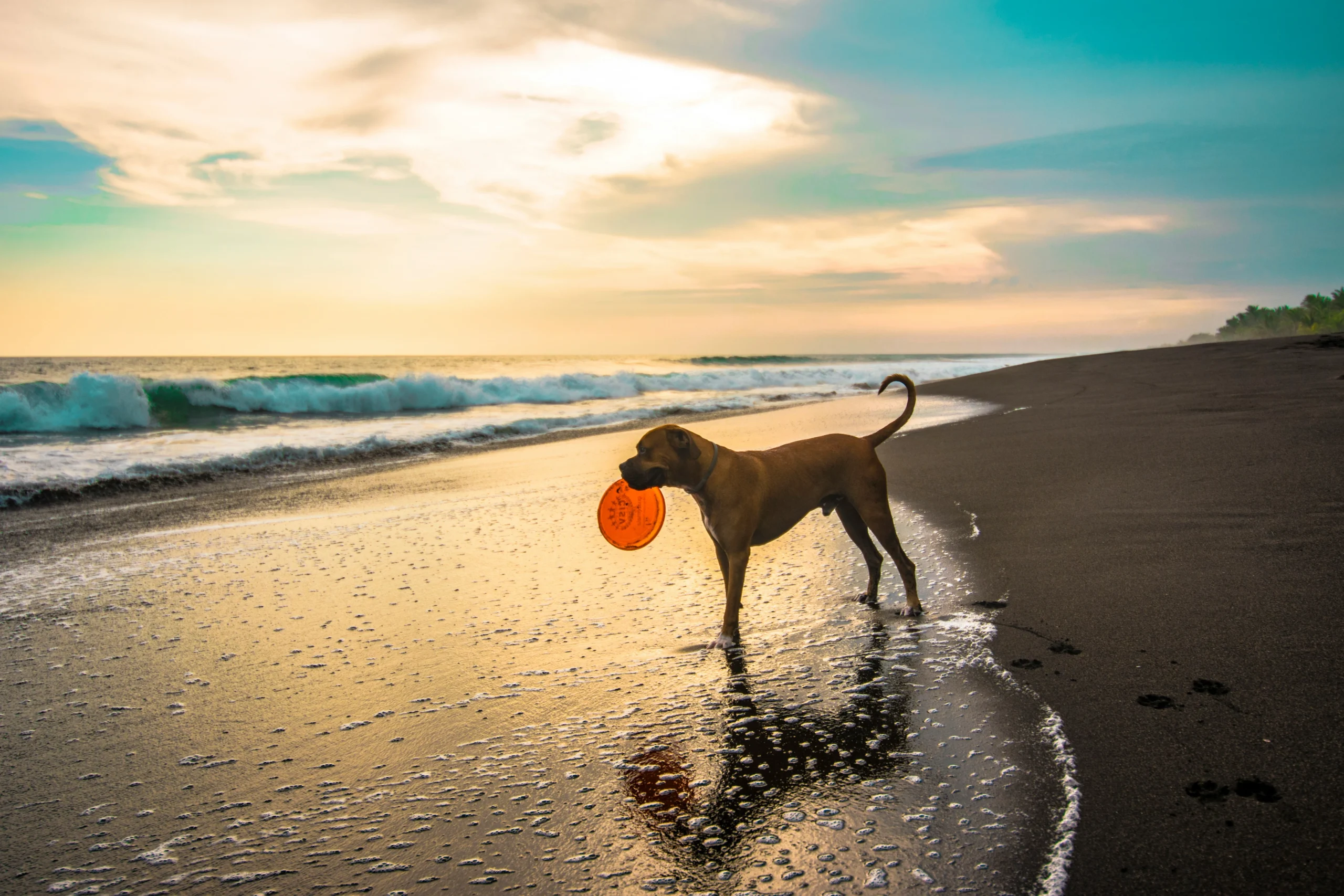 Imbarcare un cane a bordo dei traghetti